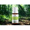 Óleo Essencial - Citronela - 10ml - Phytoterápica