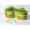 Microverdes de Couve