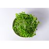 Microverdes de Couve