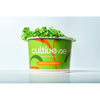 Microverdes de Couve