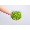 Microverdes de Mostarda