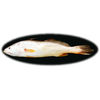 Pescada amarela (500g)