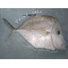 Filé de peixe galo (500g)
