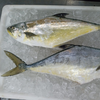 Salteira limpa (unidade) 