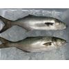 Anchovinha Limpa (500g)