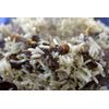 Carne de Bacucu - Marisco (250g)