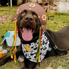 Bandana Xerife 