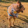 Bandana Xerife 
