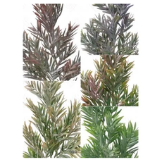 H8 GALHO PLASTICO DE CHORAO X3 60CM BOX POR COR