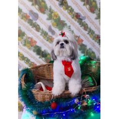 Pet shop Mundo Animal