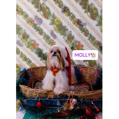 Pet shop Mundo Animal