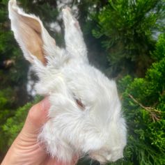 Cabeça de Coelho Desidratada | 1 unidade