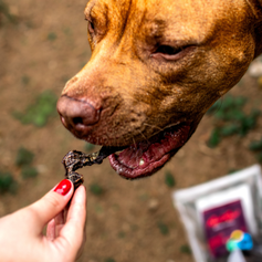 Coração Bovino Desidratado | 70g