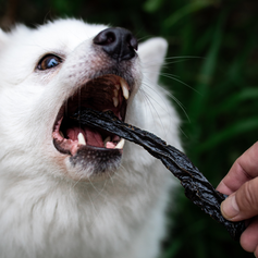 Fígado Bovino Desidratado | 150g