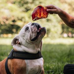 Orelha Suína Desidratada | 4 unidades G