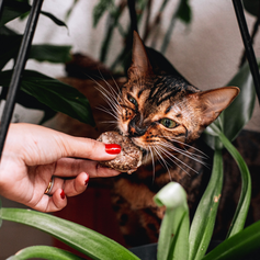 Hamburguinho Bovino para Gatos | 600g