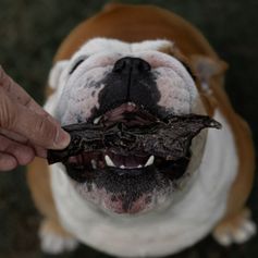 Coração Suíno Desidratado | 150g