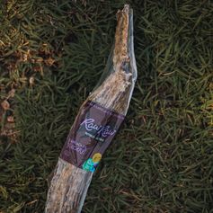 Carcaça de Jacaré Desidratada | 1 unidade G