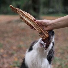 Carcaça de Jacaré Desidratada | 1 unidade G