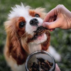 Pata de Jacaré Desidratada | 150g