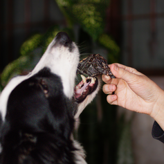 Fígado Bovino Desidratado | 150g