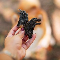 Pata de Jacaré Desidratada | 150g