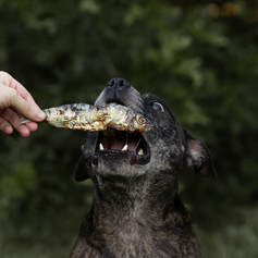 Sardinha Desidratada  | 6 unidades
