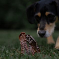 Rim Suíno Desidratado | 150g