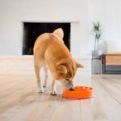 Comedouro Lento Interativo - Snail