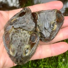 Cabeça de Rã Desidratada | 100g