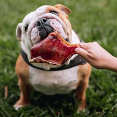 Orelha Suína Desidratada | 4 unidades G