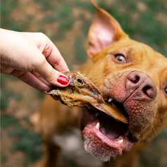 Cabeça de Pato Desidratada | 6 unidades