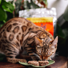 Hamburguinho Bovino para Gatos | 600g