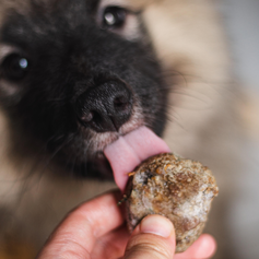 Hamburguinho de Frango | 1kg Filhotes