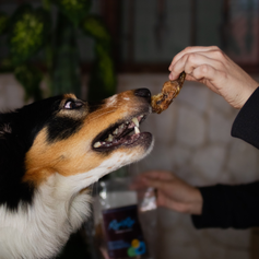 Pescoço de Galinha Desidratado | 70g