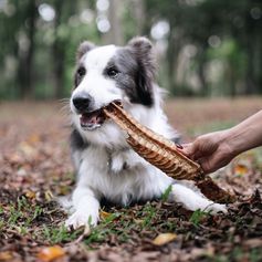 Carcaça de Jacaré Desidratada | 1 unidade G