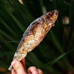 Sardinha Desidratada  | 6 unidades
