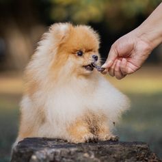 Moela de Pato Desidratada | 150g