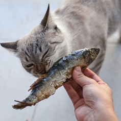 Sardinha Desidratada  | 6 unidades