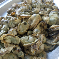 Carne de Ostra (500g)