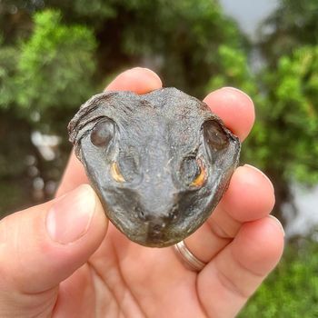 Cabeça de Rã Desidratada | 50g