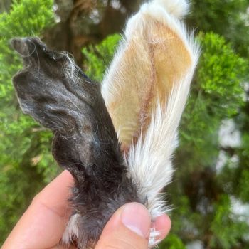 Orelha de Coelho Desidratada | 4 unidades