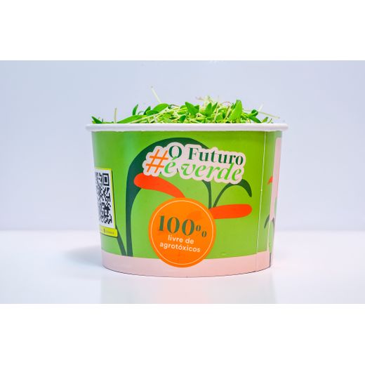 Microverdes de Coentro