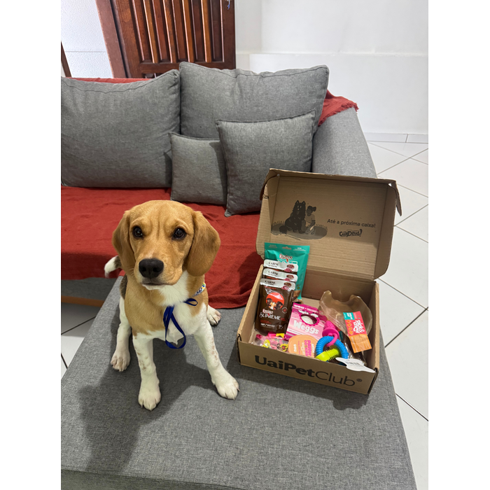Sol, beagle e seu pet