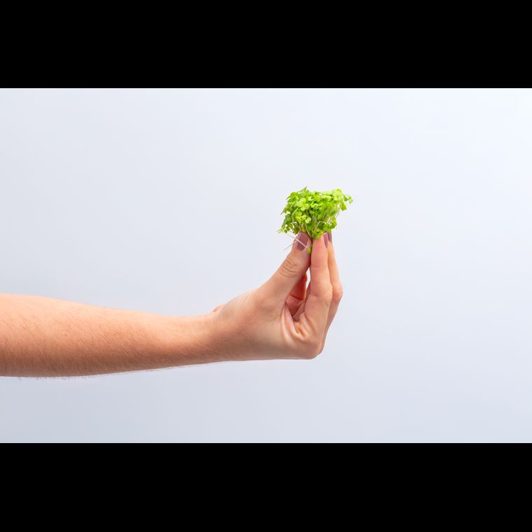 Microverdes de Mostarda