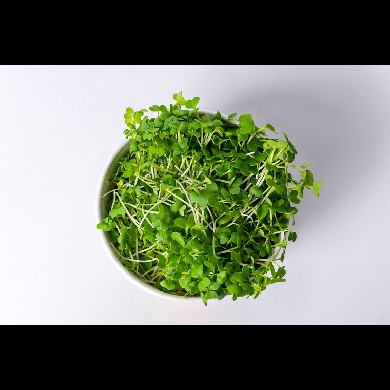 Microverdes de Couve