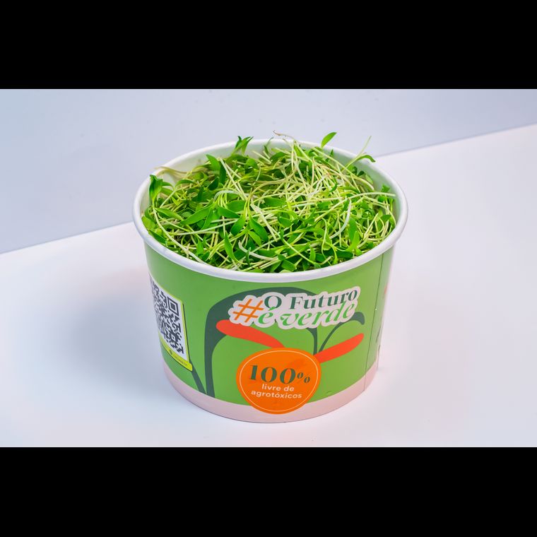 Microverdes de Coentro