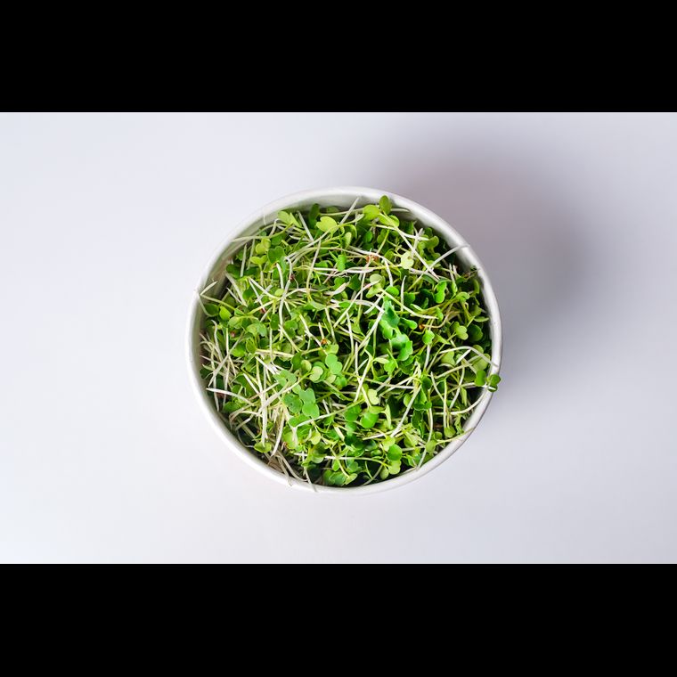 Microverdes de Rucula
