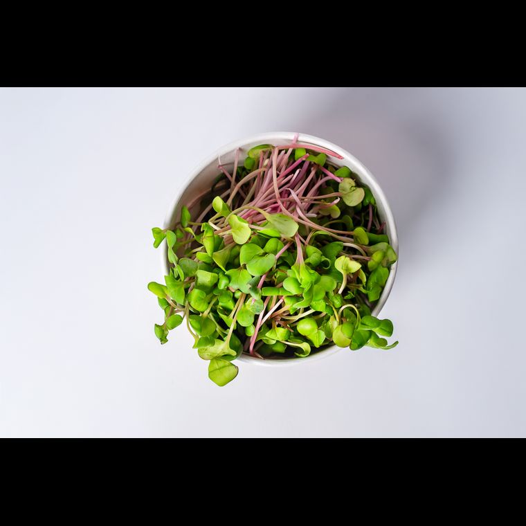 Microverdes de Rabanete 