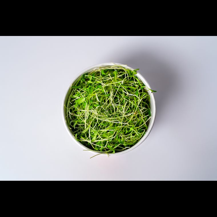 Microverdes de Coentro